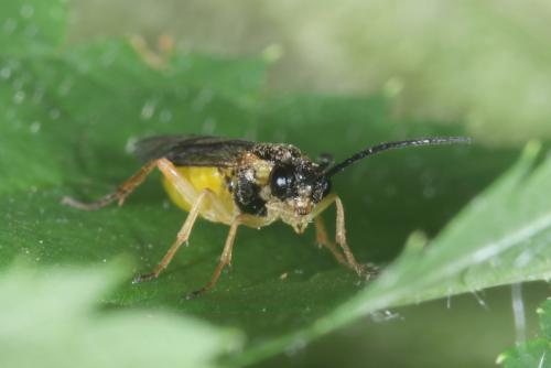 Euura spiraeae